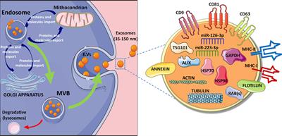 Extracellular Vesicles in Immune System Regulation and Type 1 Diabetes: Cell-to-Cell Communication Mediators, Disease Biomarkers, and Promising Therapeutic Tools